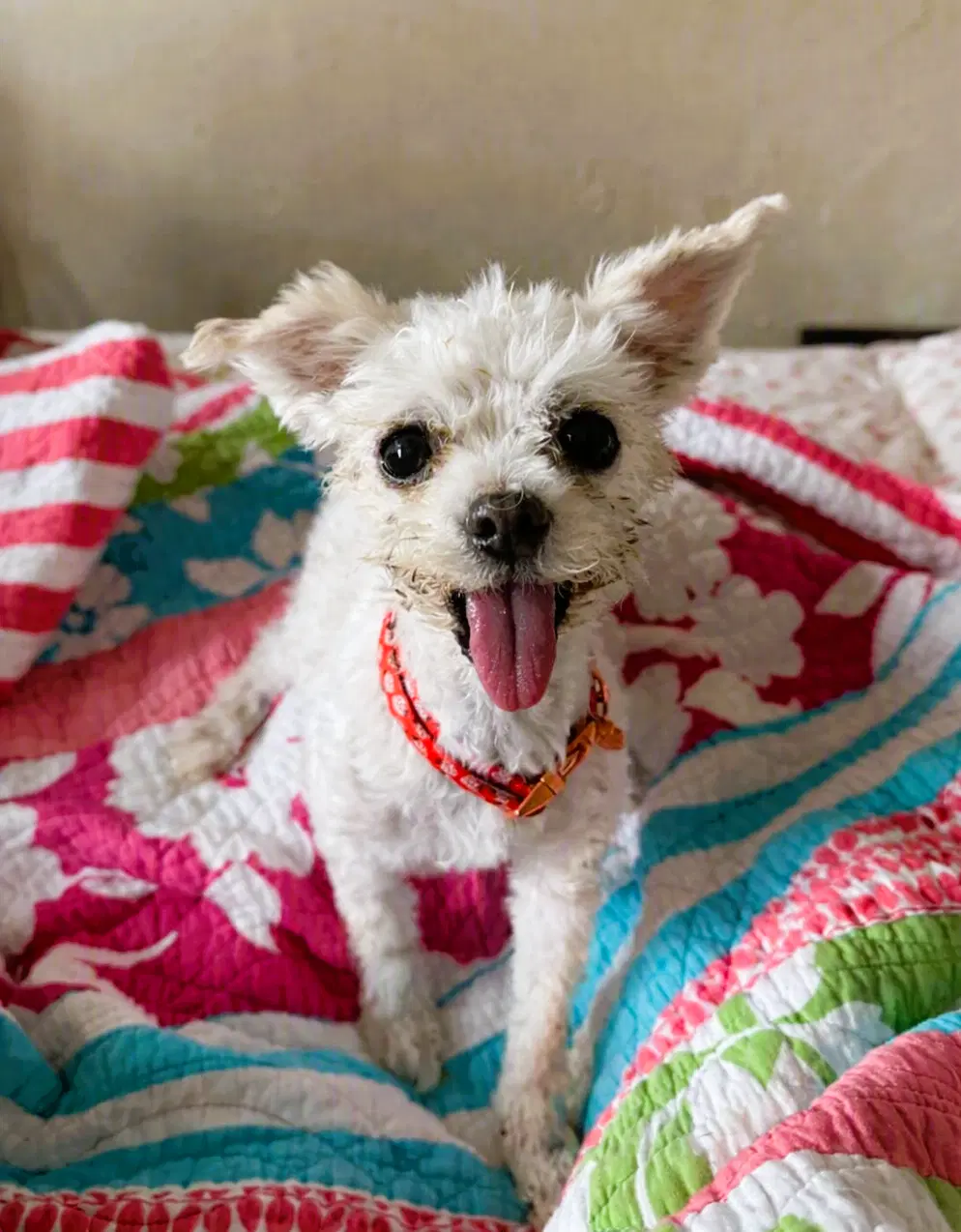 Lea Lea - Maltese