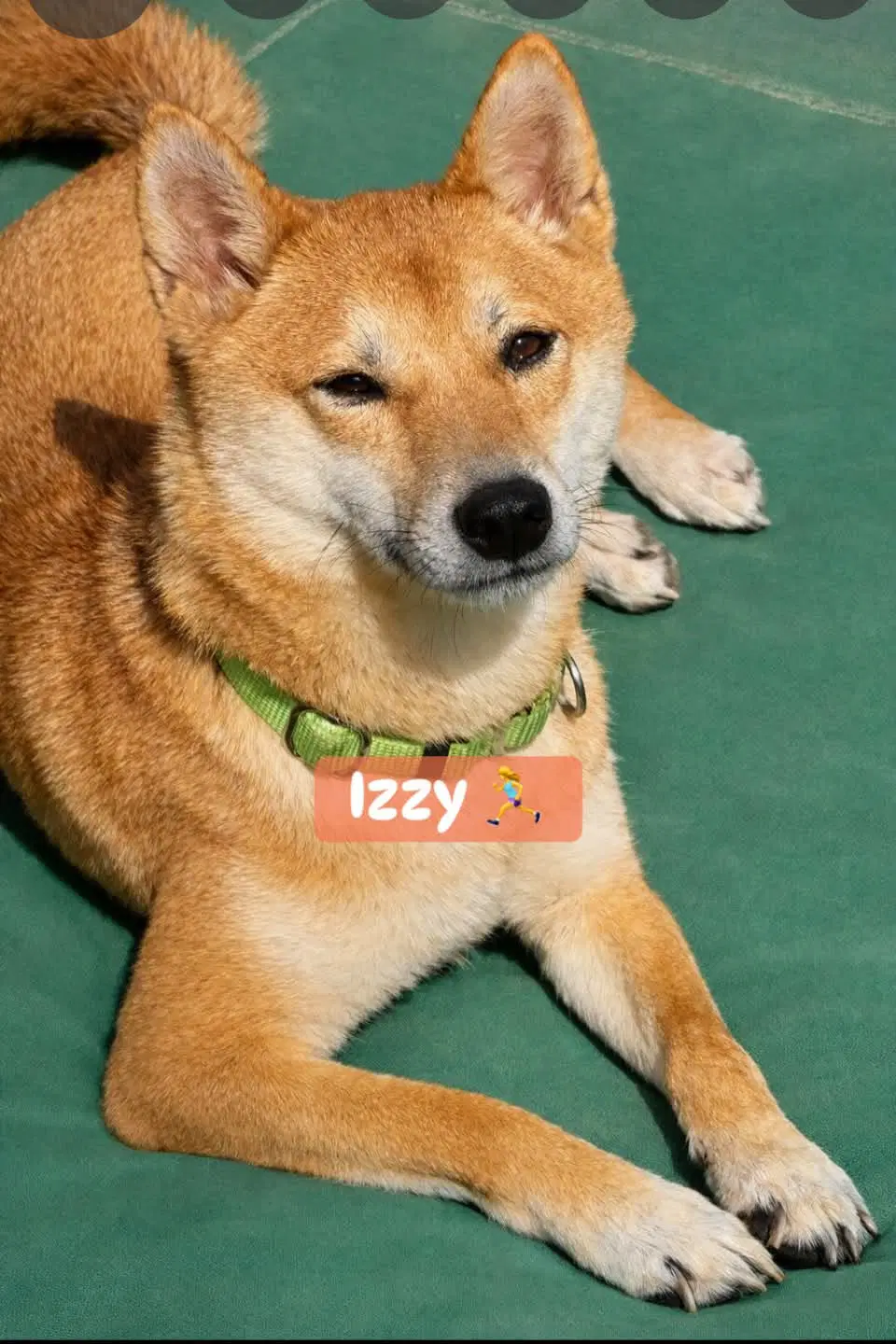 Izzy - Shiba Inu