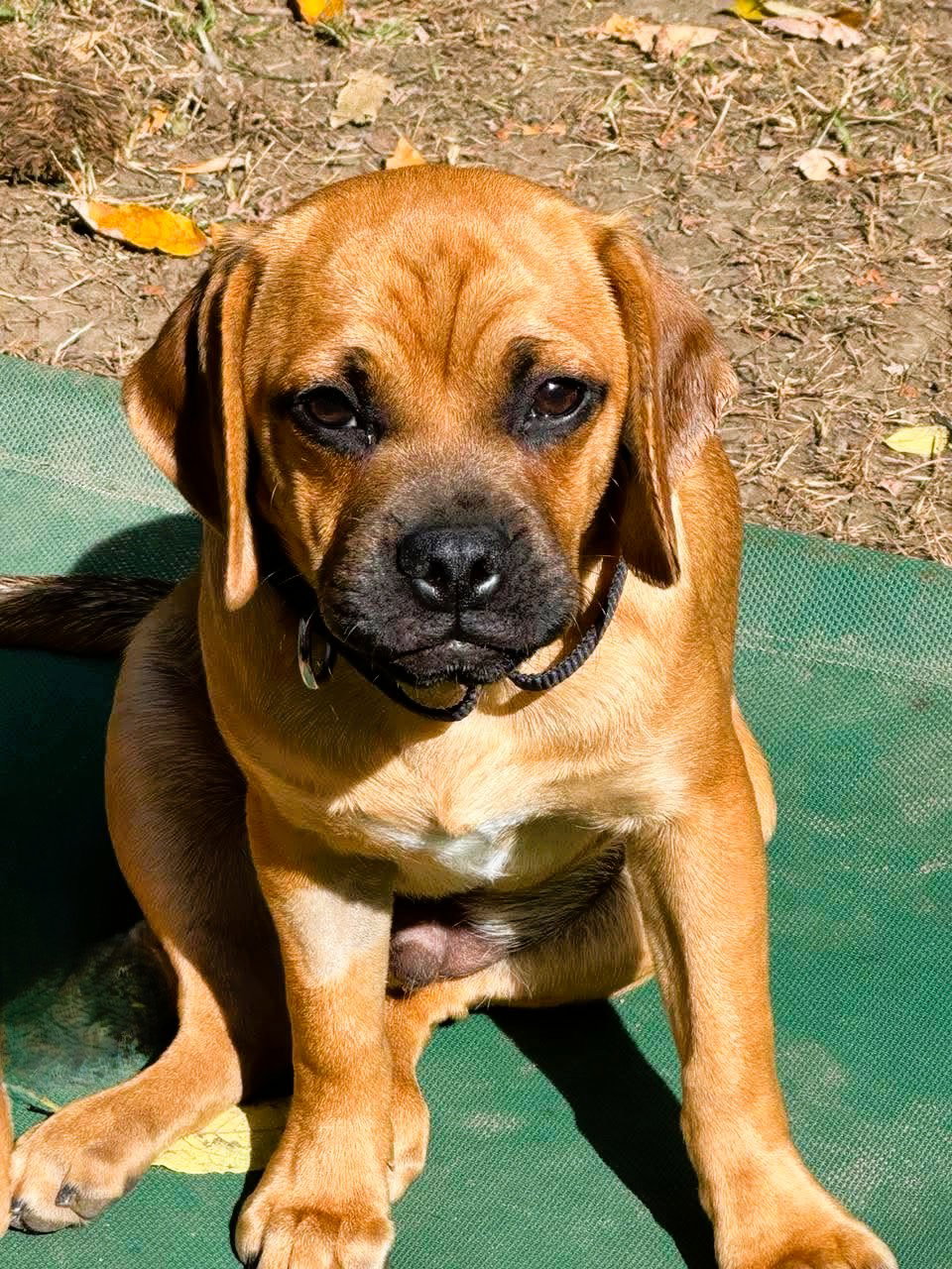 Sawyer, Pug