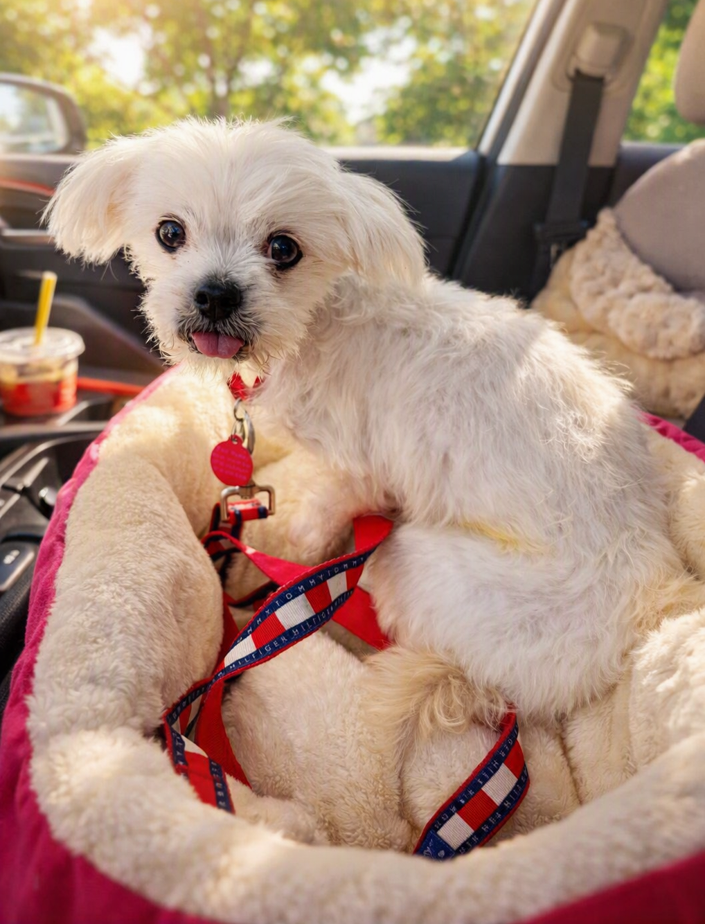 Spirit, Shih Tzu