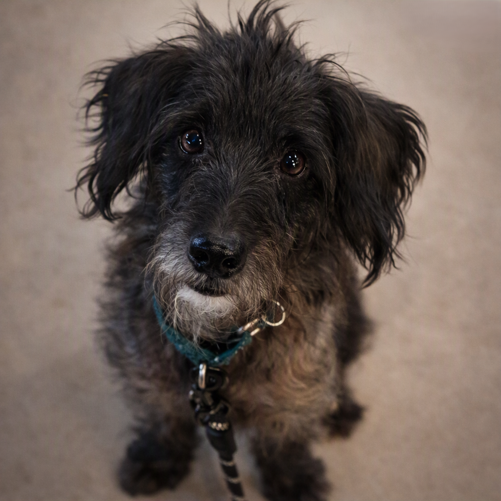 Artie, Terrier