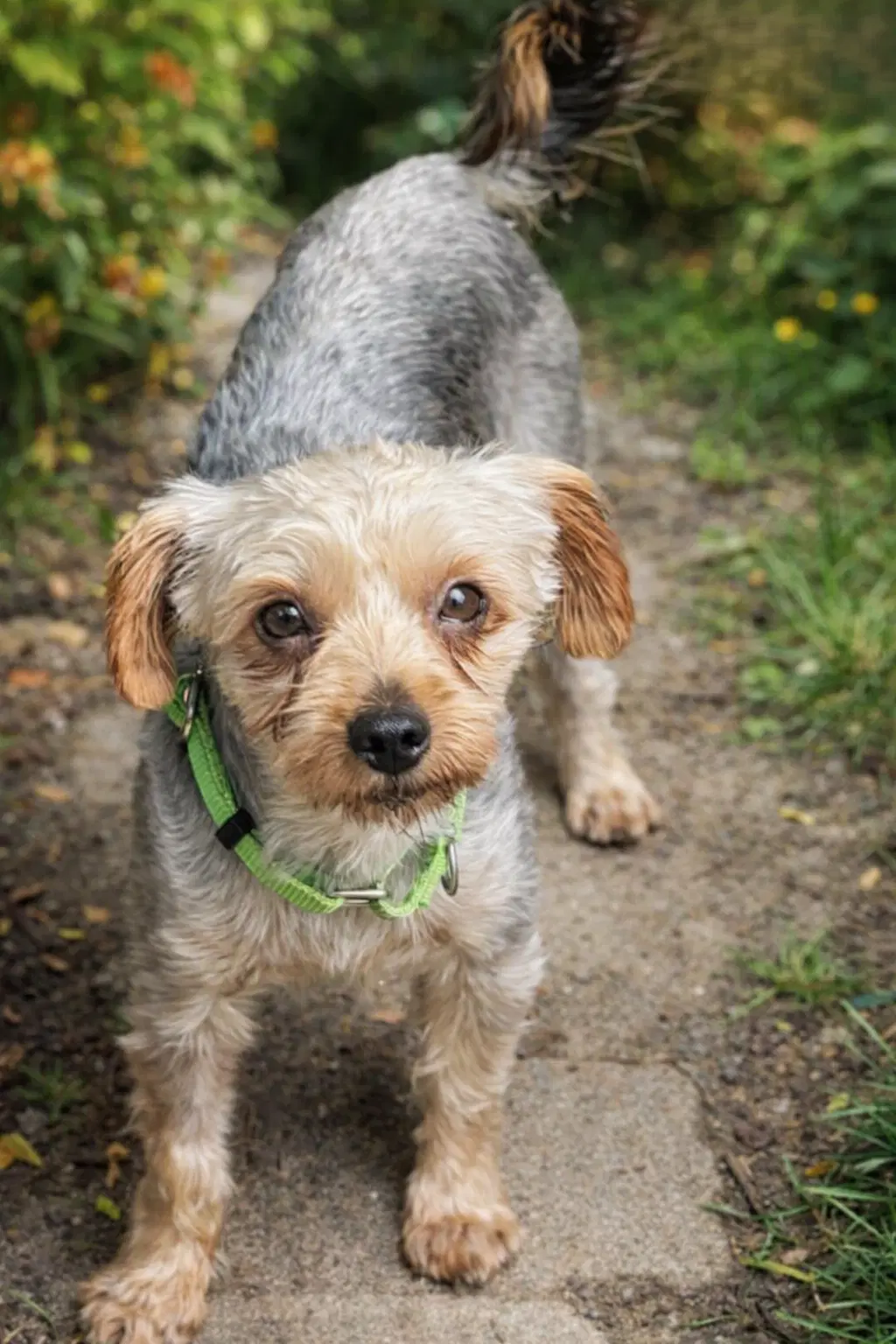 Max - Yorkshire Terrier Yorkie