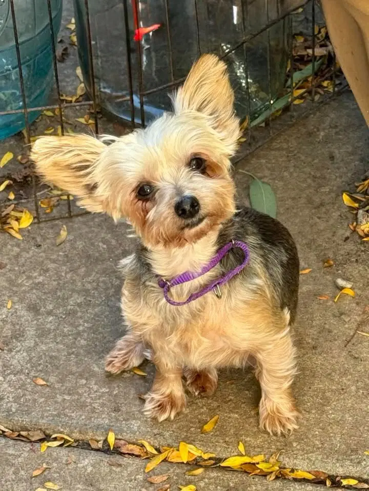 Lisa - Yorkshire Terrier Yorkie