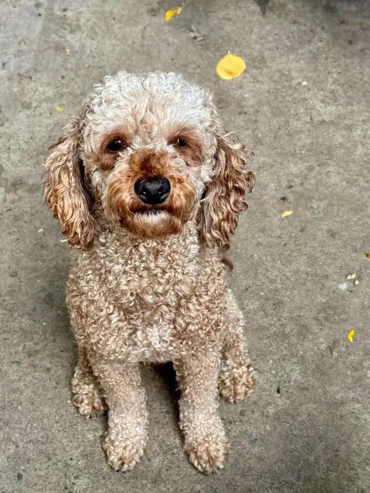 Kenny - Poodle (Miniature)