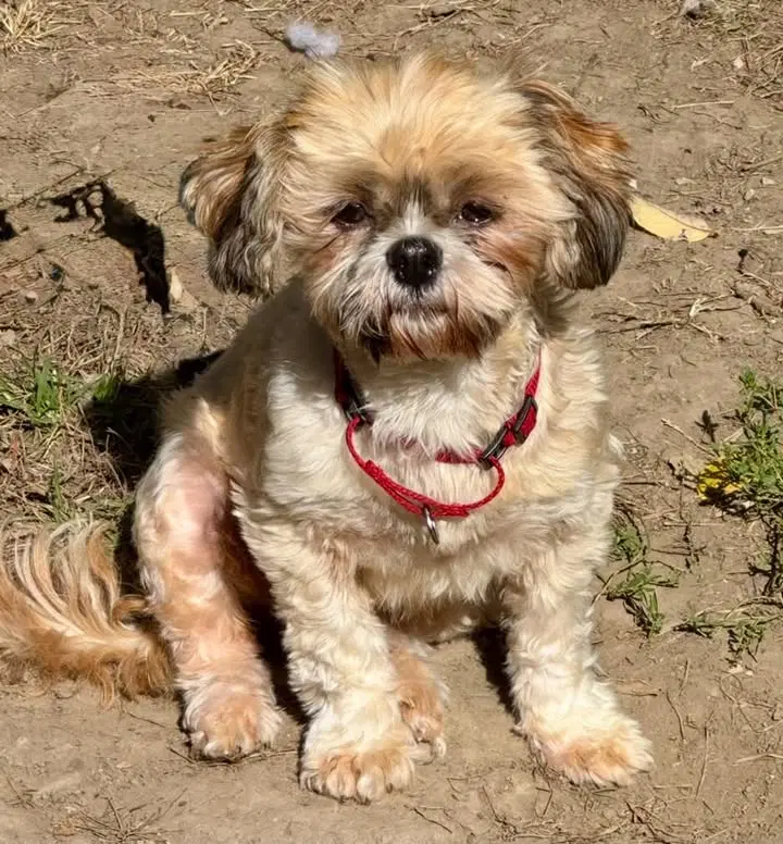 Rita - Shih Tzu