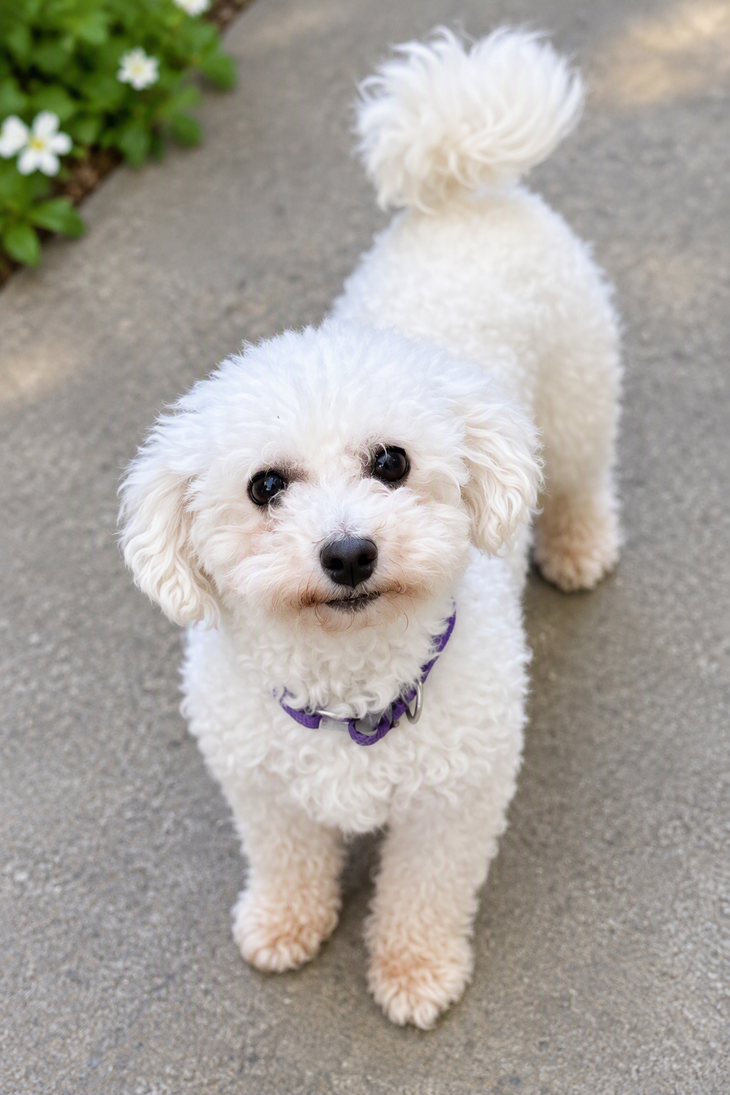 Suki