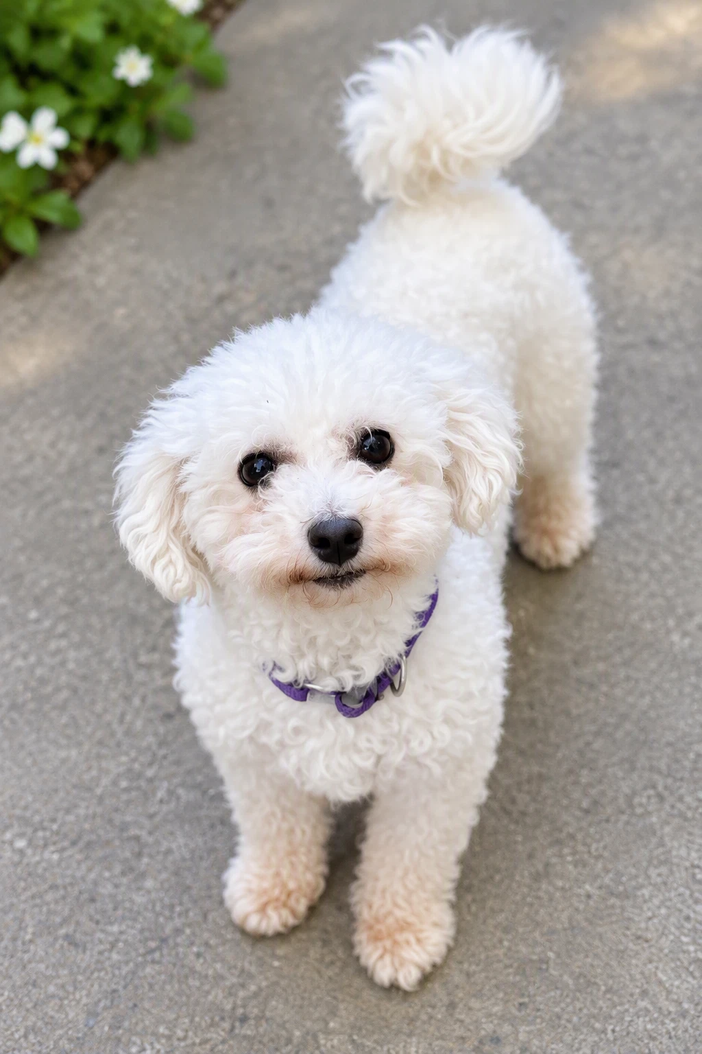 Suki