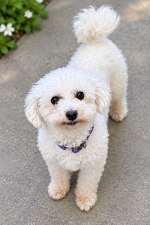 Suki, Bichon Frise (long coat)