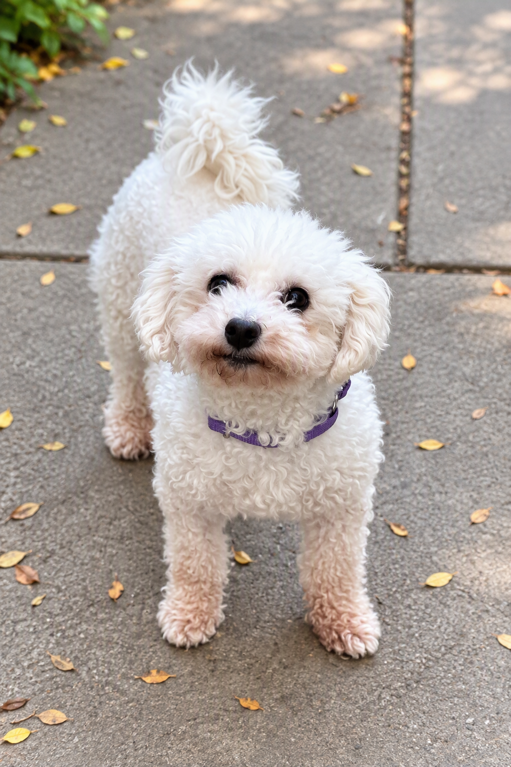 Suki, photo 2