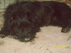 Sirius Black