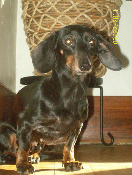 Dixie