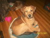 Buddy