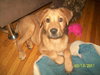 Buddy