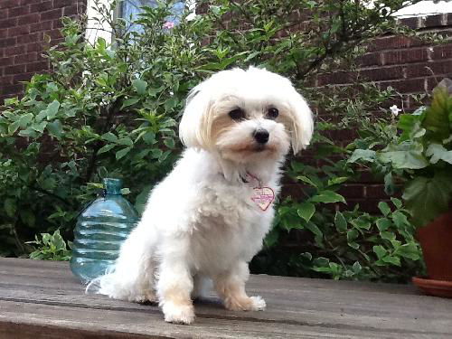 ViVi