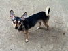 Kipper