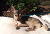 Kipper