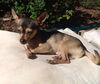 Kipper