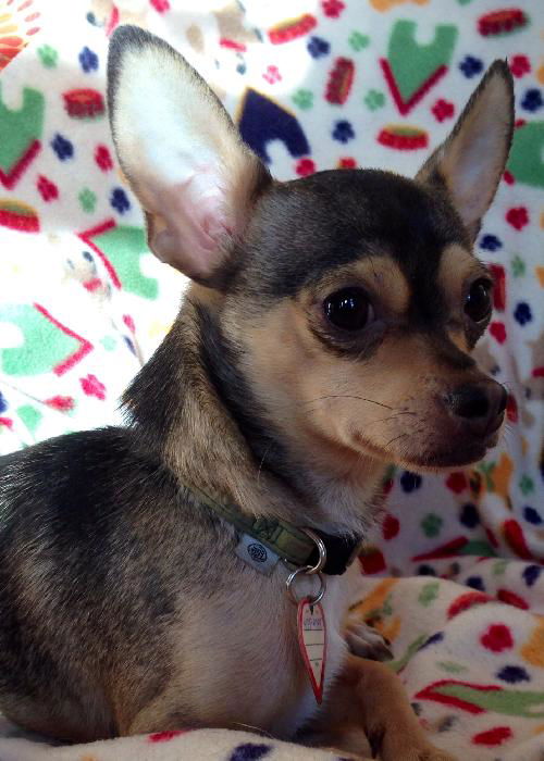 Kipper