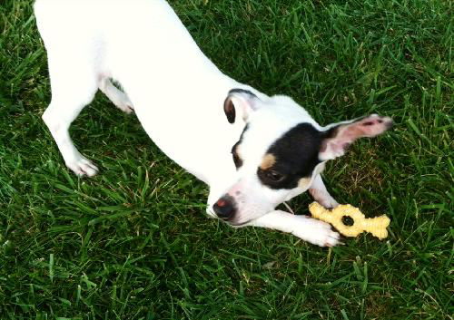 Miss Izzy