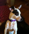 Miss Izzy
