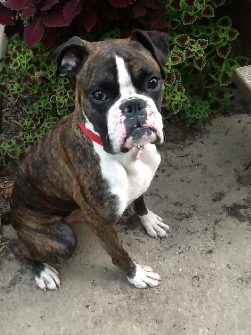 Bosco