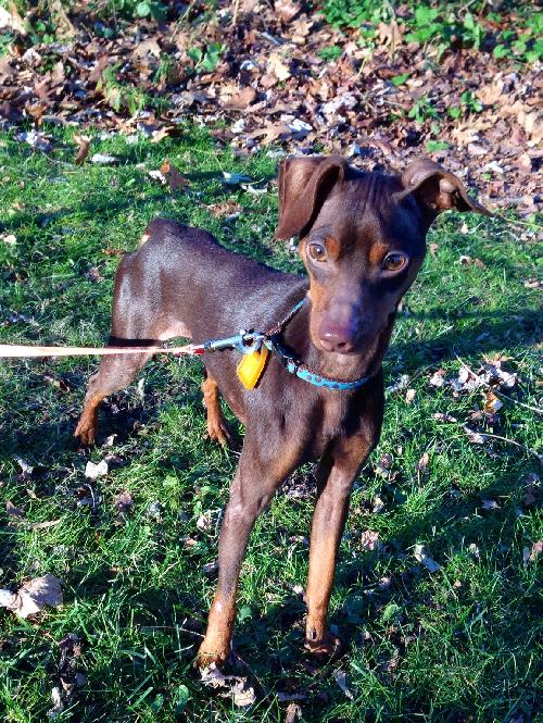 Italian greyhound mini pinscher cheap mix