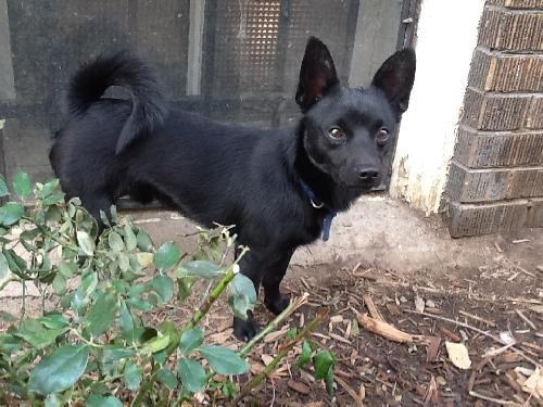 Schipperke dachshund sale mix