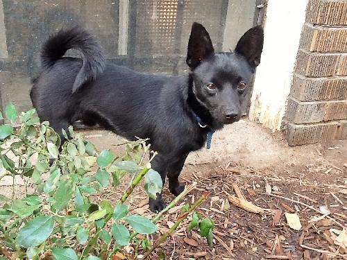 Schipperke and best sale chihuahua mix