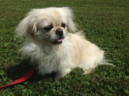 Snowball