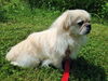 Snowball
