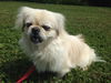 Snowball