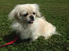 Snowball