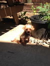 Milou