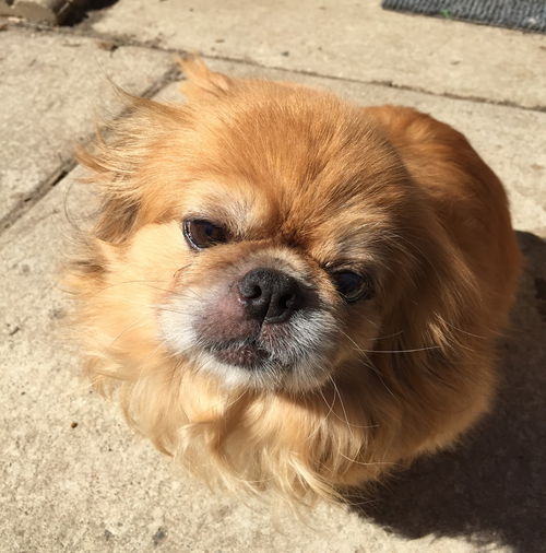 Gizmo