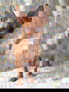Stuart
