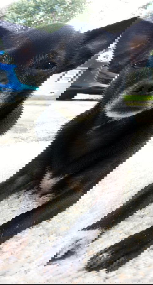 Smudge