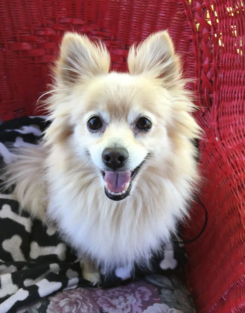 Sophie