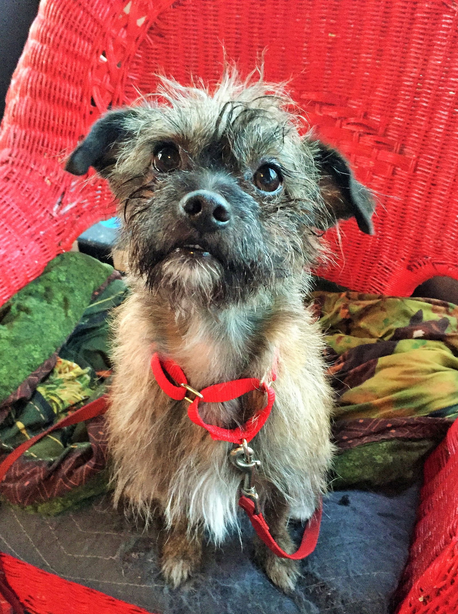 Brussels griffon hot sale cairn terrier mix