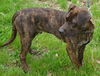 Dovakiin - ADOPTED 06.02.16