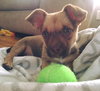 Meeko - ADOPTED 05.28.16