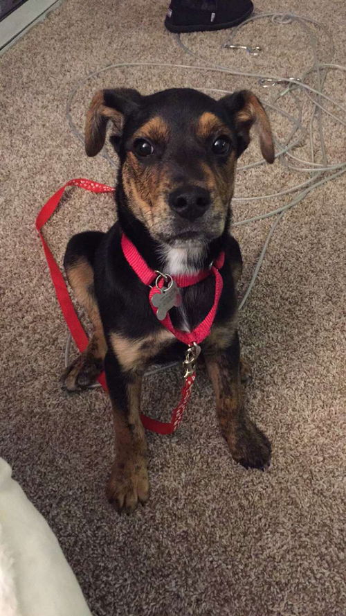 Winchester - ADOPTED (Missing Contract)
