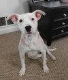 Piglet - ADOPTED 06.17.16