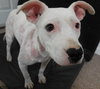 Piglet - ADOPTED 06.17.16