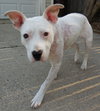 Piglet - ADOPTED 06.17.16