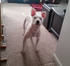 Piglet - ADOPTED 06.17.16