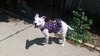 Piglet - ADOPTED 06.17.16