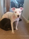 Piglet - ADOPTED 06.17.16