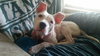 Piglet - ADOPTED 06.17.16