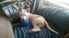 Piglet - ADOPTED 06.17.16