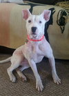 Piglet - ADOPTED 06.17.16